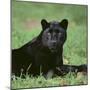 Black Panther Sitting in Grass-DLILLC-Mounted Premium Photographic Print