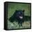 Black Panther Sitting in Grass-DLILLC-Framed Stretched Canvas