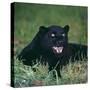 Black Panther Sitting in Grass-DLILLC-Stretched Canvas