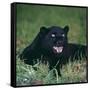 Black Panther Sitting in Grass-DLILLC-Framed Stretched Canvas