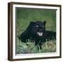 Black Panther Sitting in Grass-DLILLC-Framed Premium Photographic Print