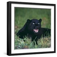 Black Panther Sitting in Grass-DLILLC-Framed Premium Photographic Print