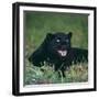 Black Panther Sitting in Grass-DLILLC-Framed Premium Photographic Print