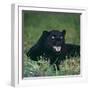 Black Panther Sitting in Grass-DLILLC-Framed Premium Photographic Print