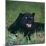 Black Panther Sitting in Grass-DLILLC-Mounted Premium Photographic Print