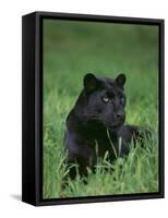 Black Panther Sitting in Grass-DLILLC-Framed Stretched Canvas