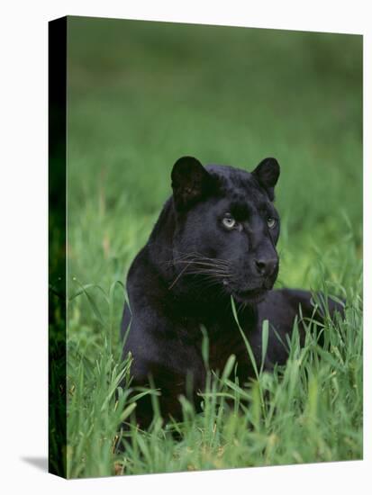 Black Panther Sitting in Grass-DLILLC-Stretched Canvas