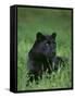 Black Panther Sitting in Grass-DLILLC-Framed Stretched Canvas