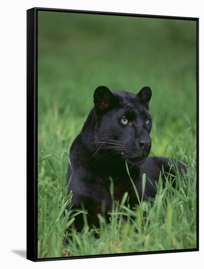 Black Panther Sitting in Grass-DLILLC-Framed Stretched Canvas