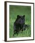 Black Panther Sitting in Grass-DLILLC-Framed Premium Photographic Print