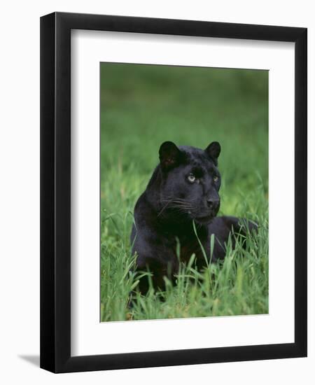 Black Panther Sitting in Grass-DLILLC-Framed Premium Photographic Print