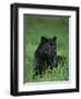 Black Panther Sitting in Grass-DLILLC-Framed Premium Photographic Print