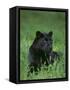 Black Panther Sitting in Grass-DLILLC-Framed Stretched Canvas