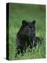 Black Panther Sitting in Grass-DLILLC-Stretched Canvas