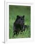 Black Panther Sitting in Grass-DLILLC-Framed Photographic Print