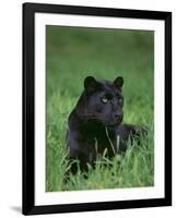 Black Panther Sitting in Grass-DLILLC-Framed Photographic Print