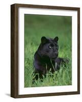 Black Panther Sitting in Grass-DLILLC-Framed Photographic Print