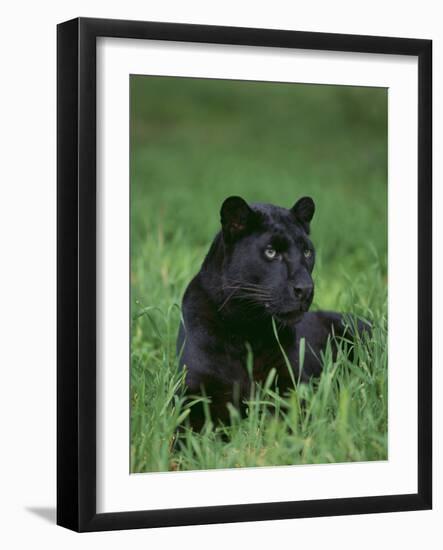 Black Panther Sitting in Grass-DLILLC-Framed Photographic Print