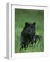 Black Panther Sitting in Grass-DLILLC-Framed Photographic Print