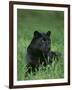 Black Panther Sitting in Grass-DLILLC-Framed Photographic Print