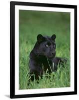 Black Panther Sitting in Grass-DLILLC-Framed Photographic Print