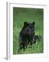 Black Panther Sitting in Grass-DLILLC-Framed Photographic Print