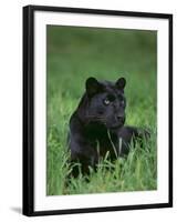 Black Panther Sitting in Grass-DLILLC-Framed Photographic Print