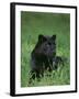 Black Panther Sitting in Grass-DLILLC-Framed Photographic Print