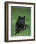 Black Panther Sitting in Grass-DLILLC-Framed Photographic Print