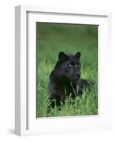 Black Panther Sitting in Grass-DLILLC-Framed Photographic Print