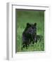 Black Panther Sitting in Grass-DLILLC-Framed Photographic Print