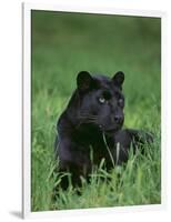 Black Panther Sitting in Grass-DLILLC-Framed Photographic Print