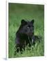 Black Panther Sitting in Grass-DLILLC-Framed Photographic Print