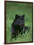 Black Panther Sitting in Grass-DLILLC-Framed Photographic Print