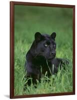 Black Panther Sitting in Grass-DLILLC-Framed Photographic Print