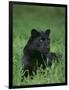 Black Panther Sitting in Grass-DLILLC-Framed Photographic Print