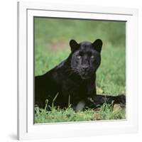 Black Panther Sitting in Grass-DLILLC-Framed Photographic Print