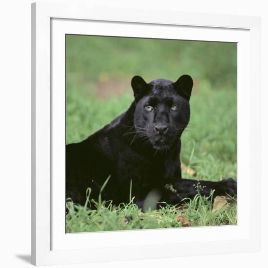 Black Panther Sitting in Grass-DLILLC-Framed Photographic Print