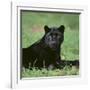 Black Panther Sitting in Grass-DLILLC-Framed Photographic Print