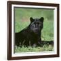 Black Panther Sitting in Grass-DLILLC-Framed Photographic Print