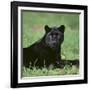 Black Panther Sitting in Grass-DLILLC-Framed Photographic Print