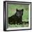 Black Panther Sitting in Grass-DLILLC-Framed Photographic Print