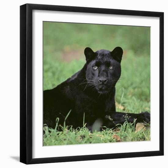 Black Panther Sitting in Grass-DLILLC-Framed Photographic Print