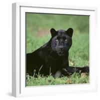 Black Panther Sitting in Grass-DLILLC-Framed Photographic Print