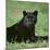 Black Panther Sitting in Grass-DLILLC-Mounted Photographic Print