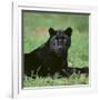 Black Panther Sitting in Grass-DLILLC-Framed Photographic Print