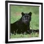 Black Panther Sitting in Grass-DLILLC-Framed Photographic Print