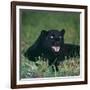 Black Panther Sitting in Grass-DLILLC-Framed Photographic Print