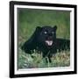 Black Panther Sitting in Grass-DLILLC-Framed Photographic Print