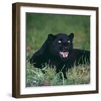 Black Panther Sitting in Grass-DLILLC-Framed Photographic Print